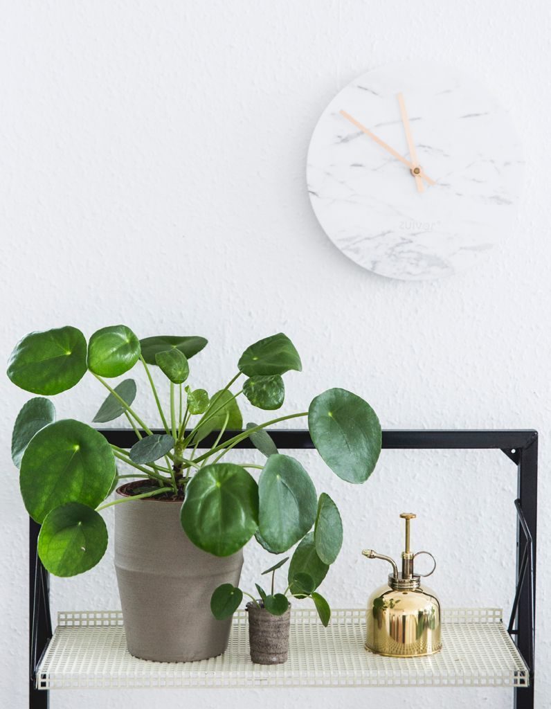 Le pilea, plante tendance du moment, embellira votre intérieur et est facile d'entretien. 