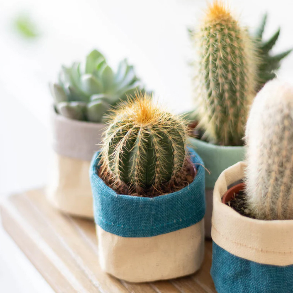 Parfait lorsque l'on n'a pas la main verte, l'echinocactus est parfait lorsque l'on cherche une petite plante d'intérieur tendance et facile à entretenir.