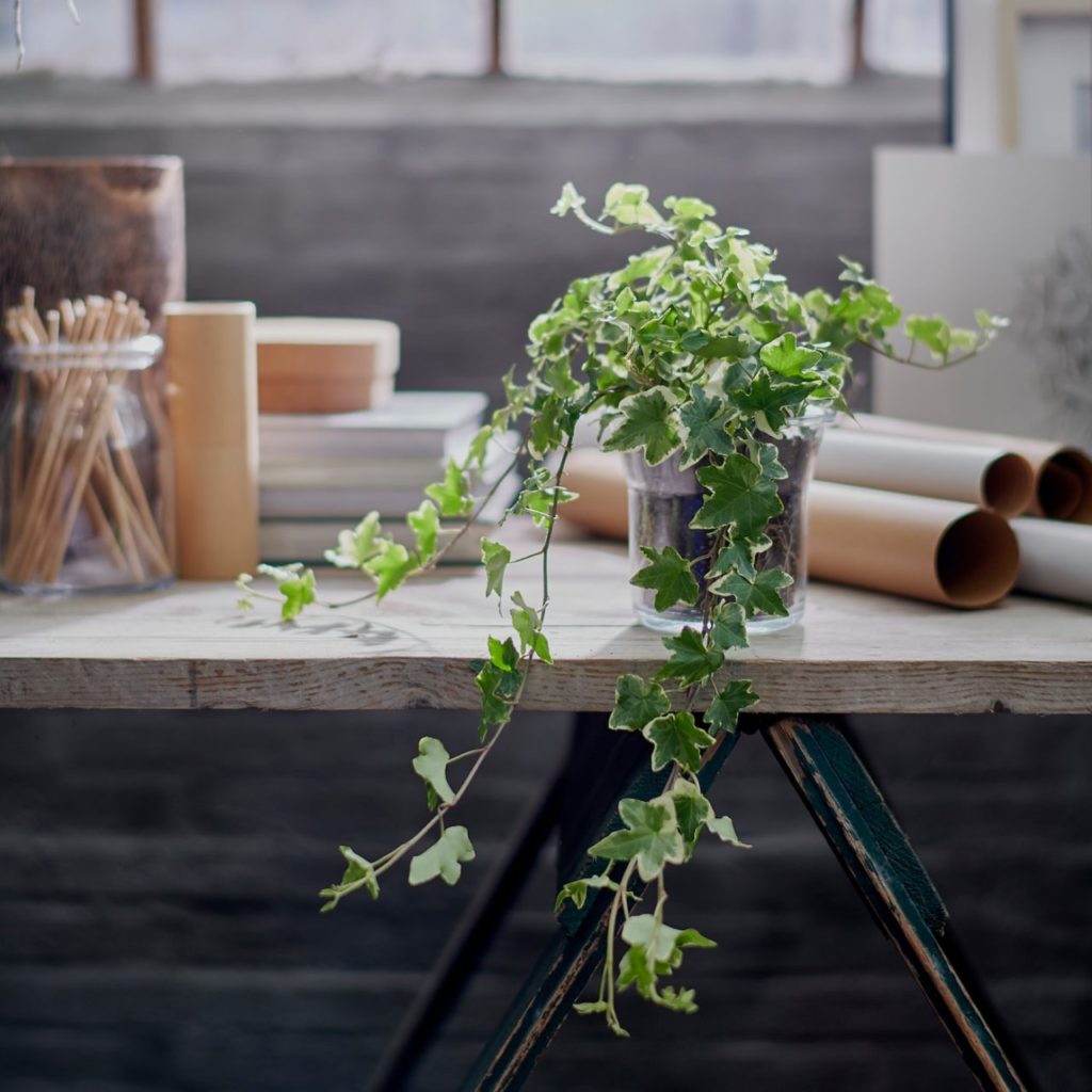 Le lierre figure parmi les plantes les plus faciles à entretenir, à la fois en extérieur et en intérieur.