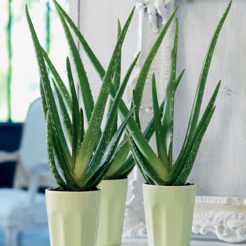 L'aloe vera, une plante multifonctions, décorative, et aux vertus cicatrisantes. Elle est en plus facile à entretenir, alors pourquoi s'en priver ?