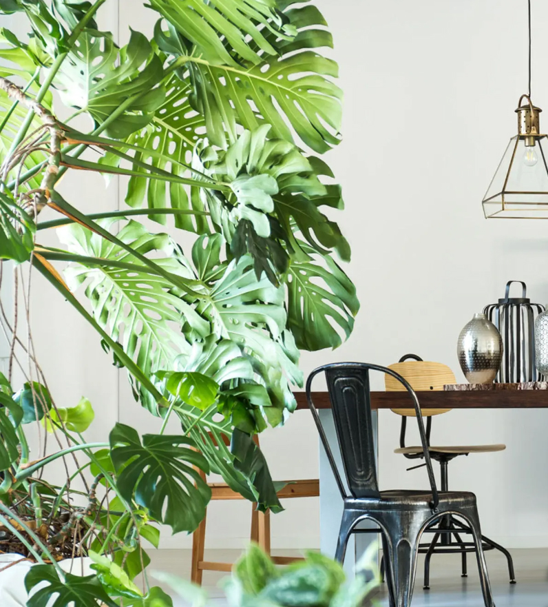 Le monstera, aussi connu sous le nom de faux philodendron, apportera une touche d'exotisme à votre intérieur. Elle est aussi facile a entretenir et ne demande que peu de soins et d'attention.